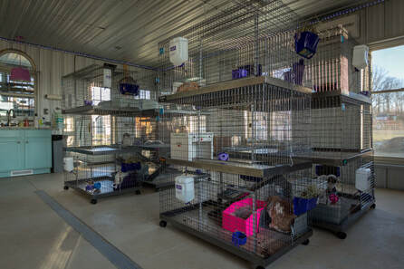 solid floor rabbit enclosures