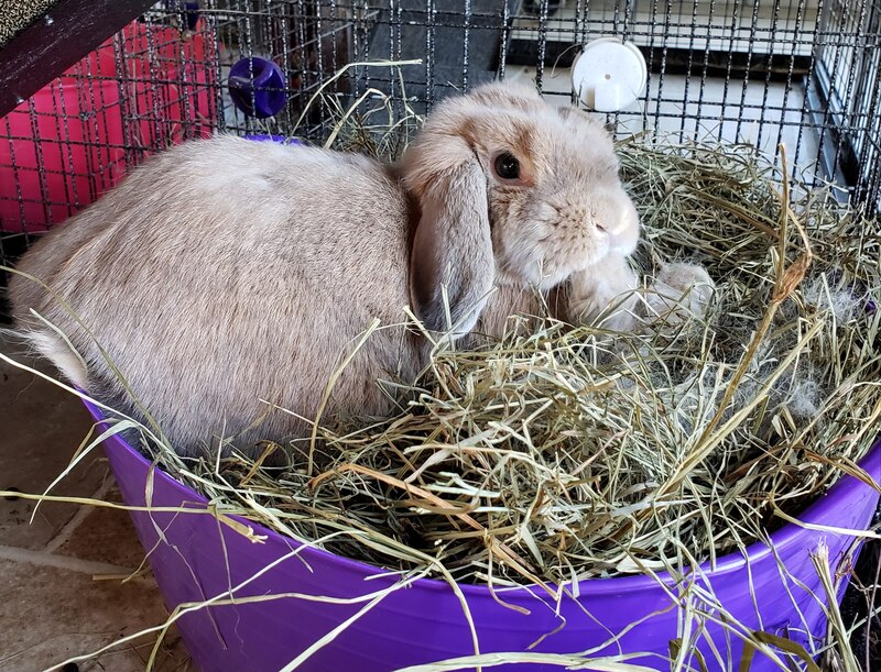 Hay tub container for rabbits