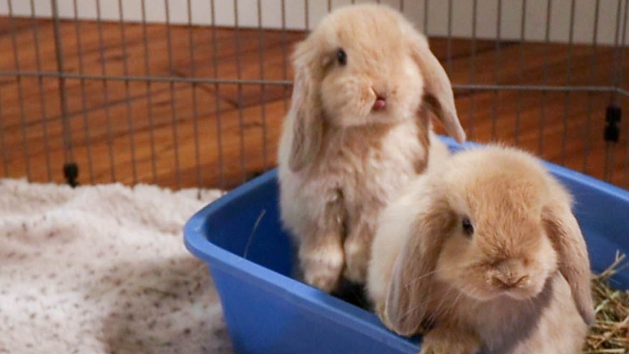 hay in bunny litter box