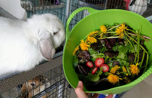 what should I feed my rabbit