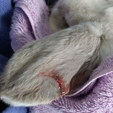 bitten rabbit ear