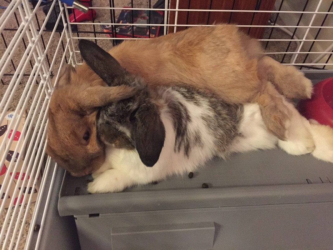 Can Two Bunnies Be Friends And Live Together Ohio Holland Lops