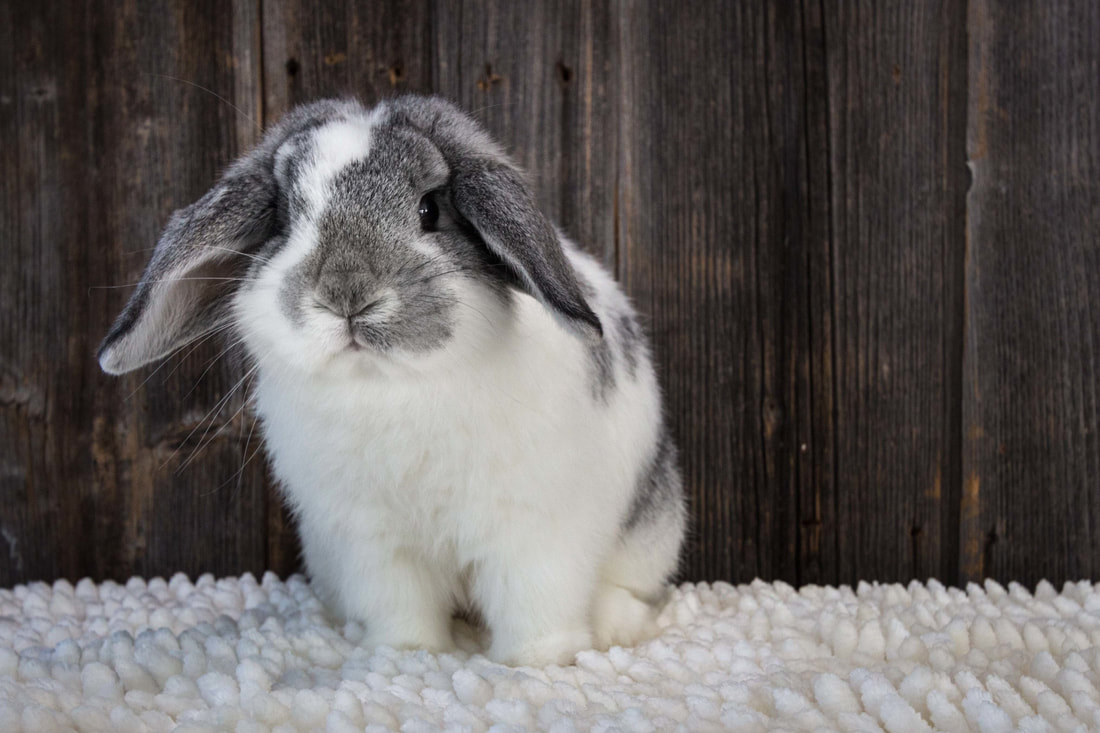 grey and white holland lop