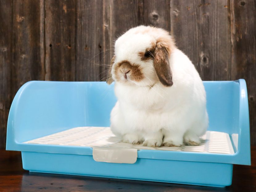 Large Rabbit Litter Box Amakunft