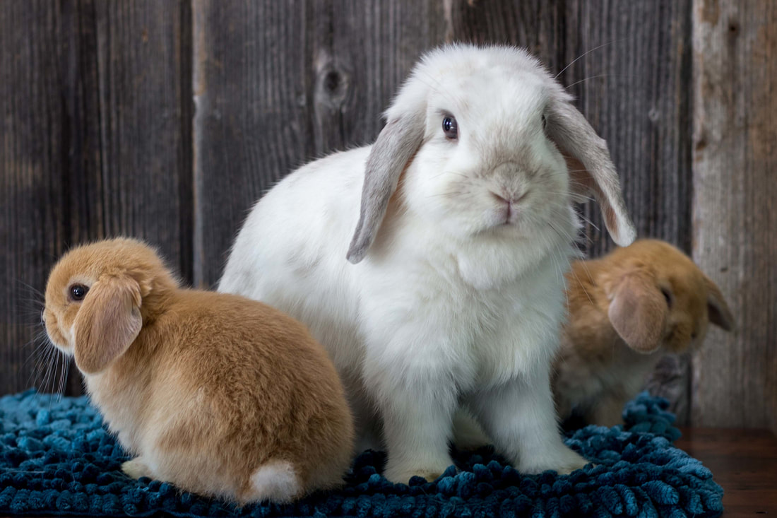 Holland Lop Color Guide with Photos - Ohio Holland Lops