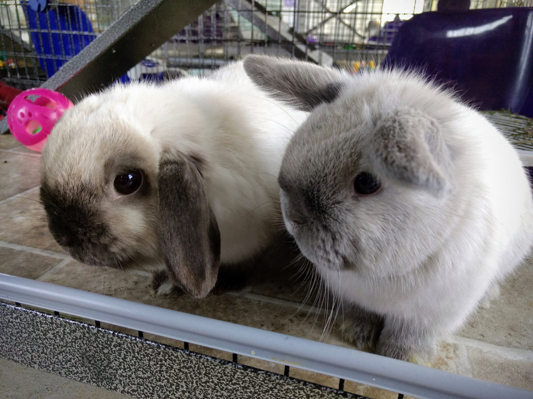 bonded rabbits