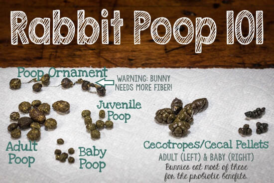 rabbit poop types