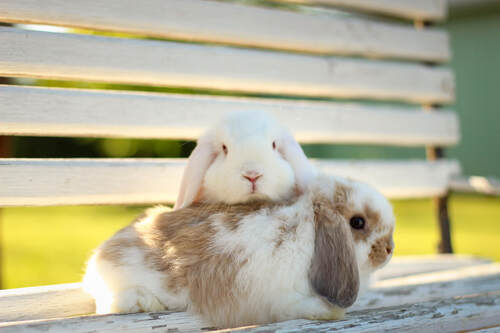 bonding bunnies