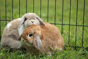 holland lop pet rabbits