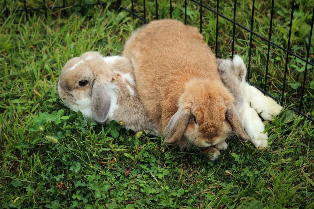 Are bunnies happier in pairs